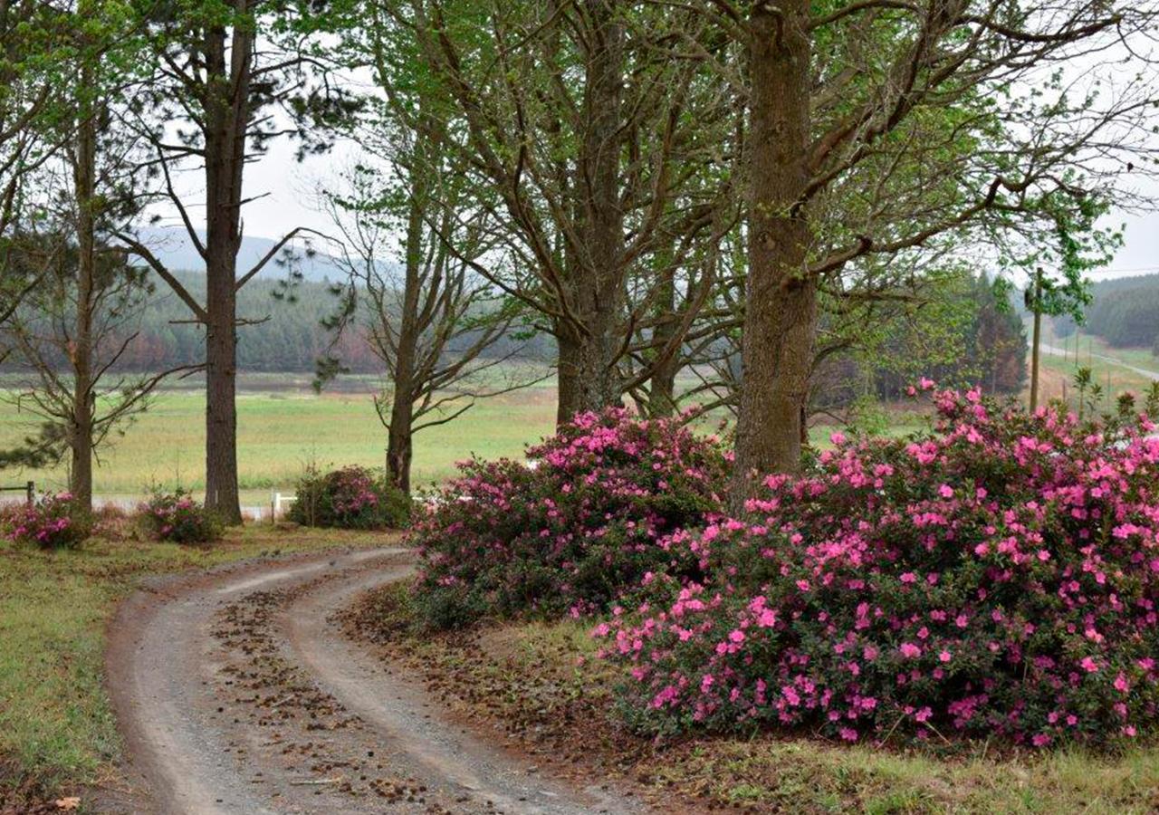 Amber Avenue Guesthouse Howick Eksteriør bilde